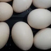 تخم بوقلمون نطفه دار تازه