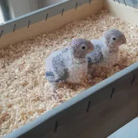 جوجه گرینچیک تراکوییس