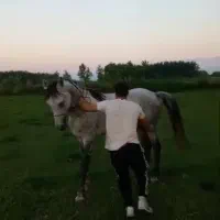 اسب عرب نیلی