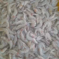 ماهی میگو