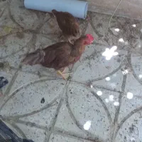 مرغ وخروس محلی وقفس چوبی