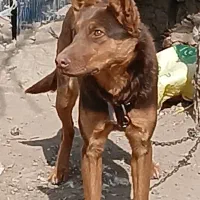 سگ ژرمن
