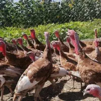 چهار عدد برنزه ، چهار عدد ردباربون