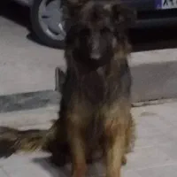 سگ ژرمن