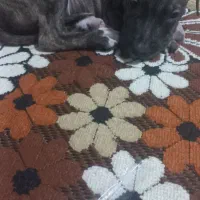 سگ گمشده
