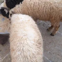 بره نر هیکلی وچاق