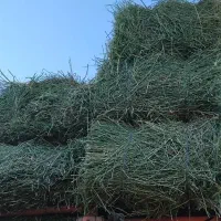 یونجه درجه یک پاک پاک شرطی
