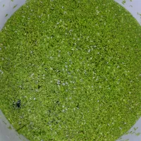 گیاه رو آبی آکواریومی رایگان
