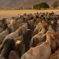 میش بختیاری