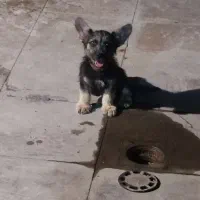 سگ ژرمن
