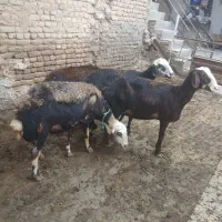 میش آبستن سنگین