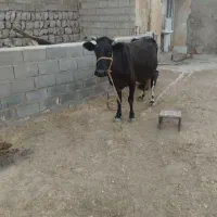 فروش گاو و گوساله نر