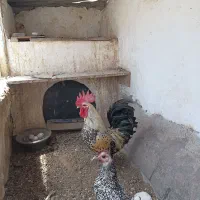 یک عددخروس چامپیز معاوضه با جوجه سیبرایت