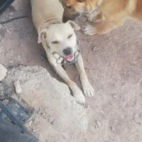 پیت بول ترید سگم باردار.