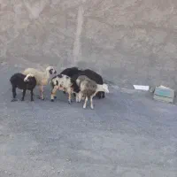 ‌‌۸راس‌بره‌‌‌نژاد‌افشاری‌مخصوص‌ددشت