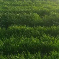 اجاره-زمین-کشاورزی