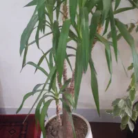 گل وگیاه