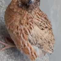 بلدرچین نر