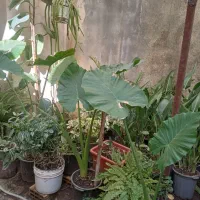 به گلخانه ما خوش امدین