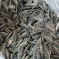 تخمه آفتاب گردان خارجی