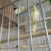 مرغ عشق و عروس هلندی