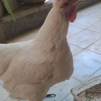 مرغ