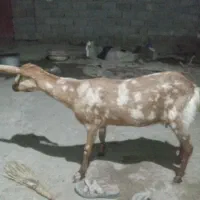بز جوان فروشی