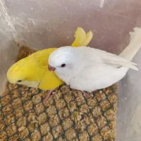 راهب خورشیدی گیرینچیک