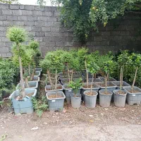 مورت|گل و گیاه طبیعی|چابکسر, |دیوار
