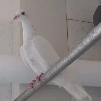 کبوتر تهرانی. پاکستانی