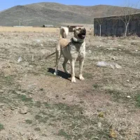 سگ سرابی