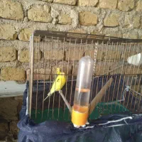 جفت مرغ عشق