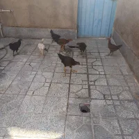 ۱۰ عدد جوجه خروس محلی