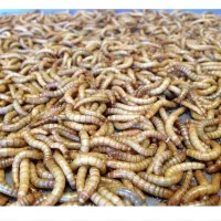 میلورم زنده ، میلوورم زنده