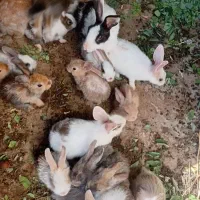 مزرعه