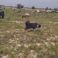 سگ ترکی|سگ|جره و بالاده, |دیوار