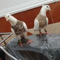 جفت طوقی درجه یک