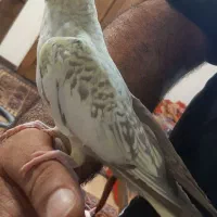 عروس هلندی
