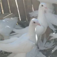 کبوتر آغ پارپارلی بالا