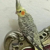 عروس هلندی مولد