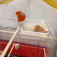 قناری نر و جوجه