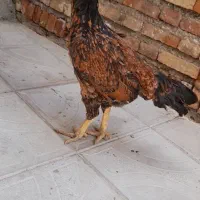 مرغ لاری اصل