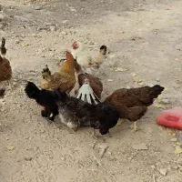 مرغ تخم گذار جوان