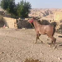 مادیون