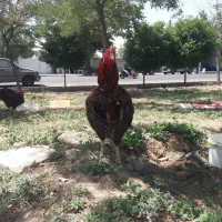 خروس لاری ومرغ مرندی