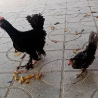 خروس پاپر و جوجه