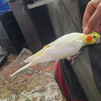 عروس هلندی فول رام