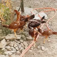 جوجه لاری و معمولی