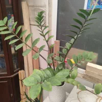 گل زامفالیا سبز و بلک