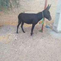 الاغ